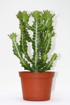 Euphorbia lactea f. compacta >. 