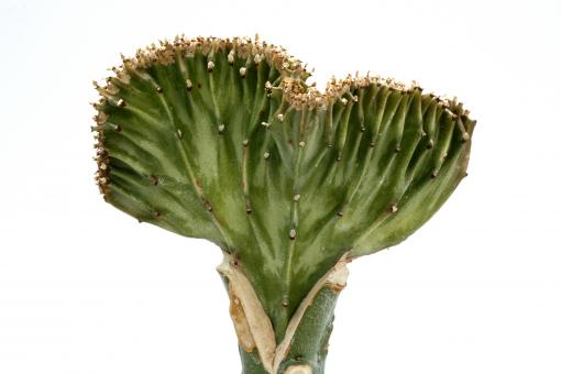 Euphorbia lactea f. cristata green VE >. 