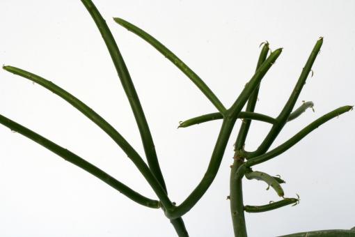 Euphorbia leucodendron 