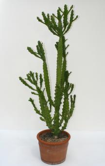 Euphorbia mayuranathanii 