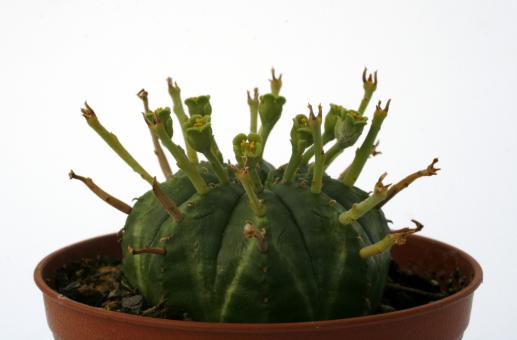 Euphorbia meloformis (männlich) RSA 