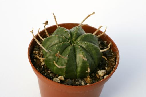Euphorbia meloformis (weiblich) RSA 