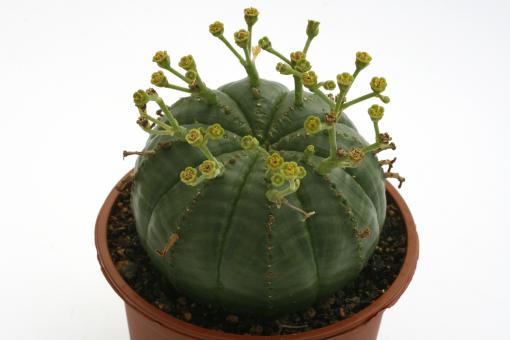 Euphorbia meloformis RSA 