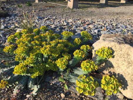 Euphorbia myrsinites *1 