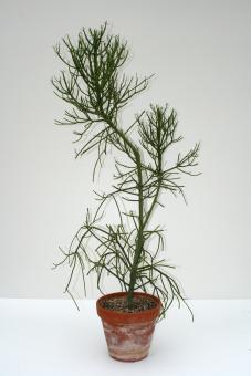 Euphorbia tirucallii 