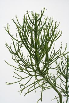 Euphorbia tirucallii 