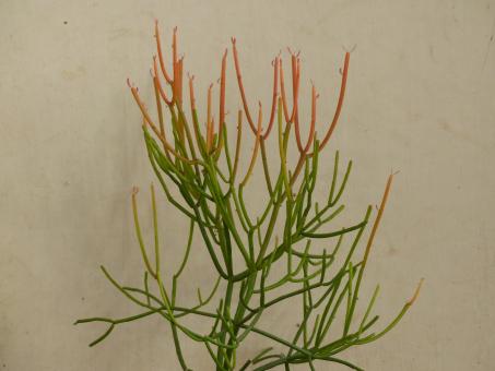 Euphorbia tirucallii Sticks on Fire 