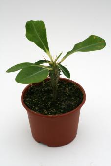 Euphorbia viguieri v. capuroniana Zentral-Nord Madagaskar 