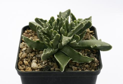 Faucaria bosscheana 