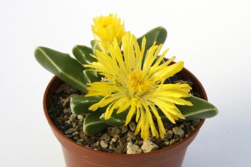 Faucaria paucidens w. of Graaf Reinet, RSA 