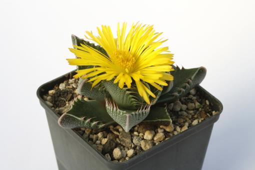 Faucaria tigrina 