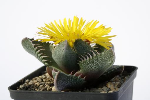 Faucaria tigrina 
