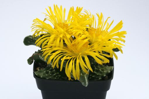 Faucaria tuberculosa 