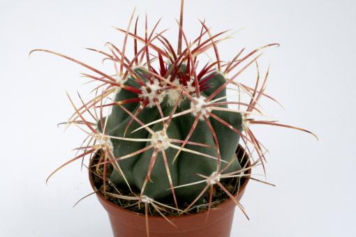 Ferocactus acanthodes 