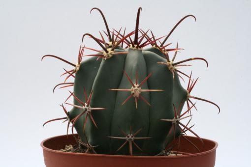 Ferocactus californicus 