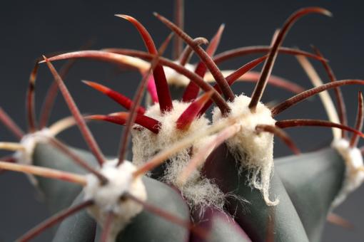 Ferocactus covillei 
