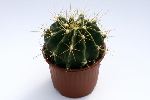 Ferocactus echidne 