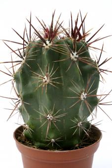 Ferocactus flavovirens 