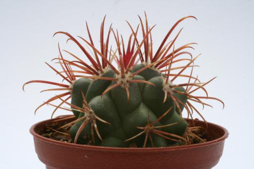 Ferocactus fordii % DJF7 