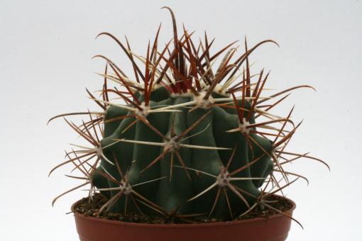 Ferocactus gatesii 