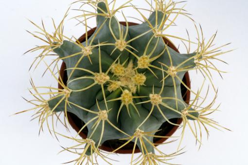 Ferocactus glaucescens 