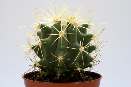 Ferocactus glaucescens 