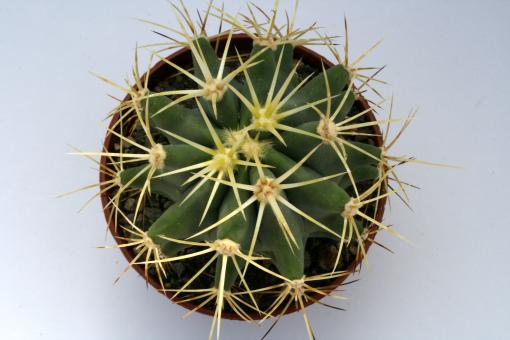 Ferocactus glaucescens 