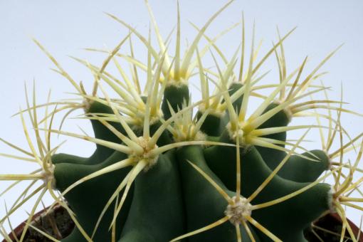 Ferocactus glaucescens 