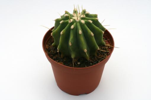 Ferocactus glaucescens f. inermis 