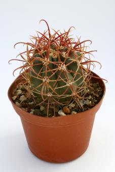 Ferocactus gracilis 