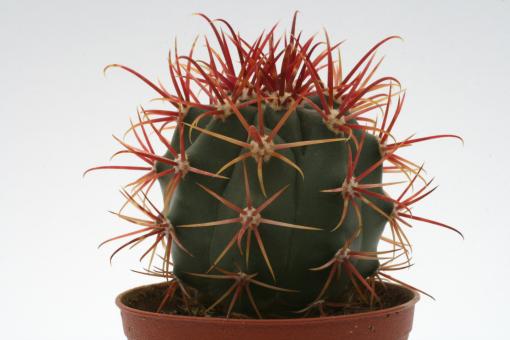 Ferocactus gracilis ssp. coloratus 