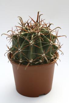Ferocactus horridus 
