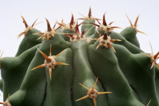 Ferocactus horridus cv. Brevispinus 