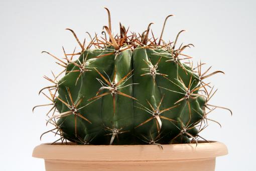 Ferocactus horridus 