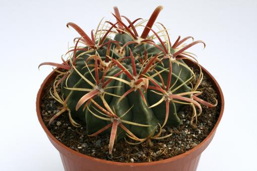 Ferocactus latispinus 