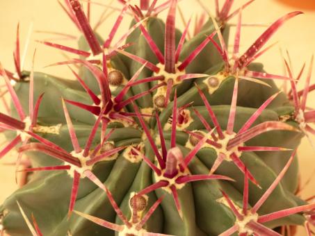 Ferocactus latispinus f. spiralis CH162 Teotitlan, Oax, MEX 
