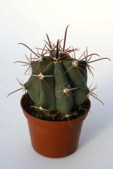 Ferocactus peninsulae n. of Ciudad Insurgentes, BCS, MEX 