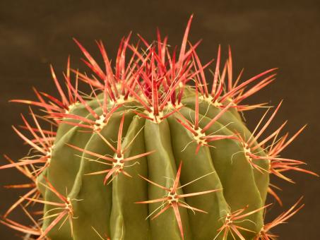 Ferocactus pilosus $ Nunez, SLP, MEX 