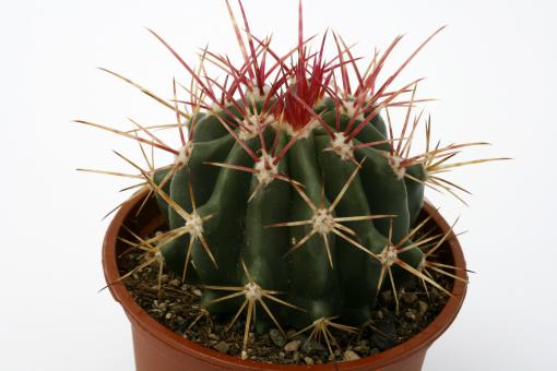 Ferocactus pringelei v. pilosus 