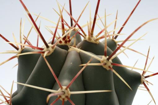 Ferocactus rectispinus  Tucson, AZ, USA 