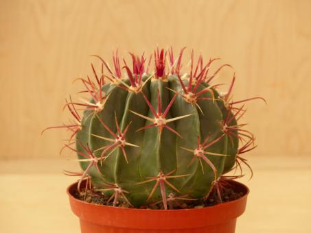 Ferocactus recurvus Abad-Astatia, Oax, MEX 