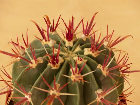 Ferocactus recurvus Salina, Zacatecas, MEX 
