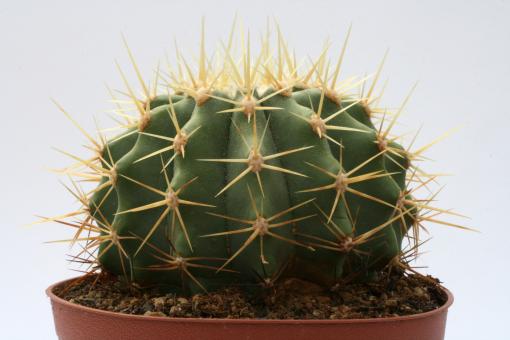 Ferocactus reppenhagenii 