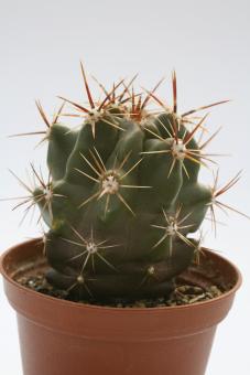 Ferocactus robustus Tecamachalco, Pue, MEX 