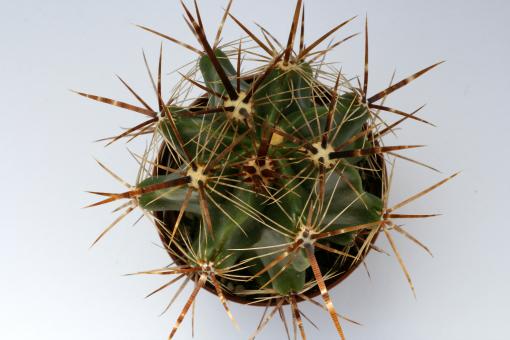 Ferocactus robustus Tecamachalco, Pue, MEX 