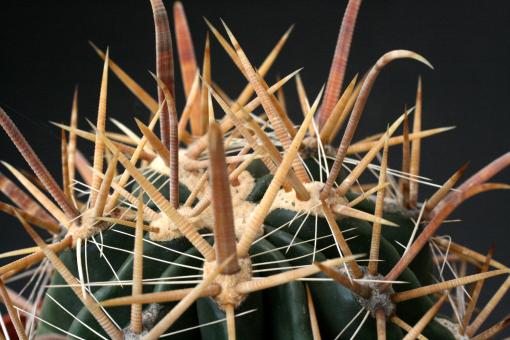 Ferocactus townsendianus Todos Santos, BC, Mex 