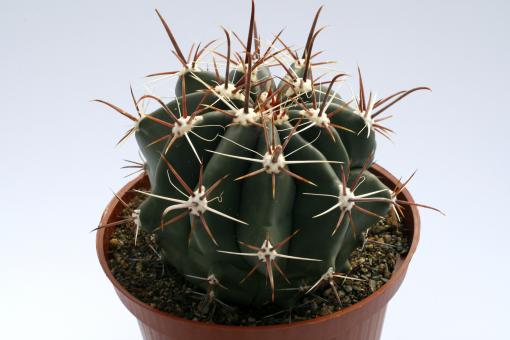 Ferocactus townsendianus 