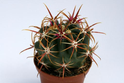 Ferocactus viridescens La Jolla, CA, USA 