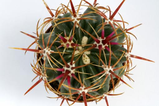 Ferocactus viridescens Santa Fee, CA, USA 