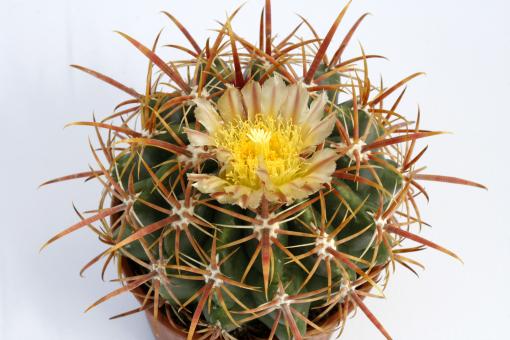 Ferocactus viridescens Santa Fee, CA, USA 